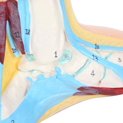 Human Foot Model Adults Lifesize Teaching Research Muscle Display Explain Ac L2S