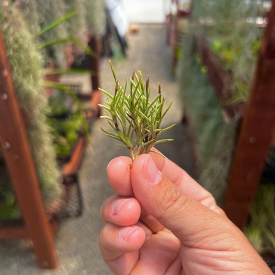 Capillaris Air Plant Small Clump