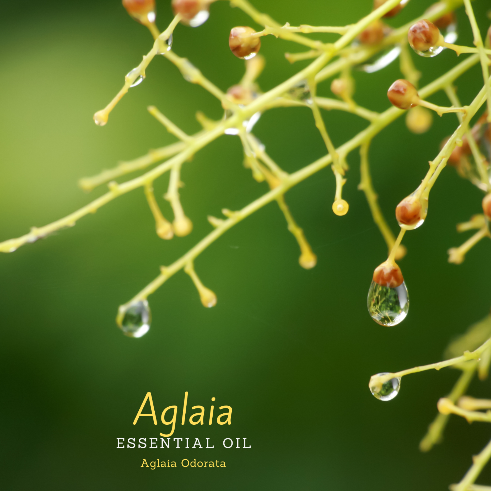 100% Pure, Undiluted, Organic, (aglaia Odorata).