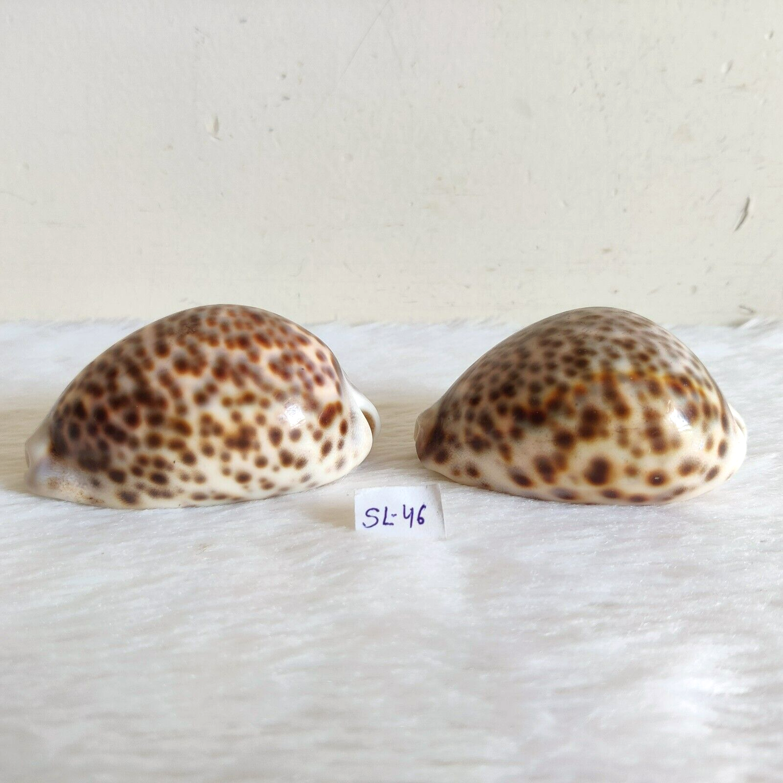 Vintage Natural Dotted Sea Shell Beach Decorative Pair