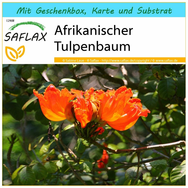 Saflax Geschenk Set - Afrikanischer Tulpenbaum - Spathodea - 30 Samen