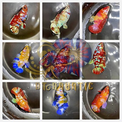 Pack Of 5X Female Koi Galaxy Multiple Color for Sorority/Breed USA USA Seller