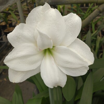 Original Hippeastrum cv. 'Uplight White Tiger'  1bulb