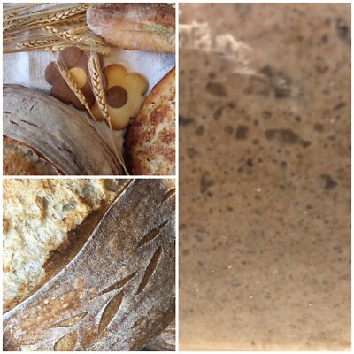 Bakery Starter - 45 years old Rye Sourdough Starter