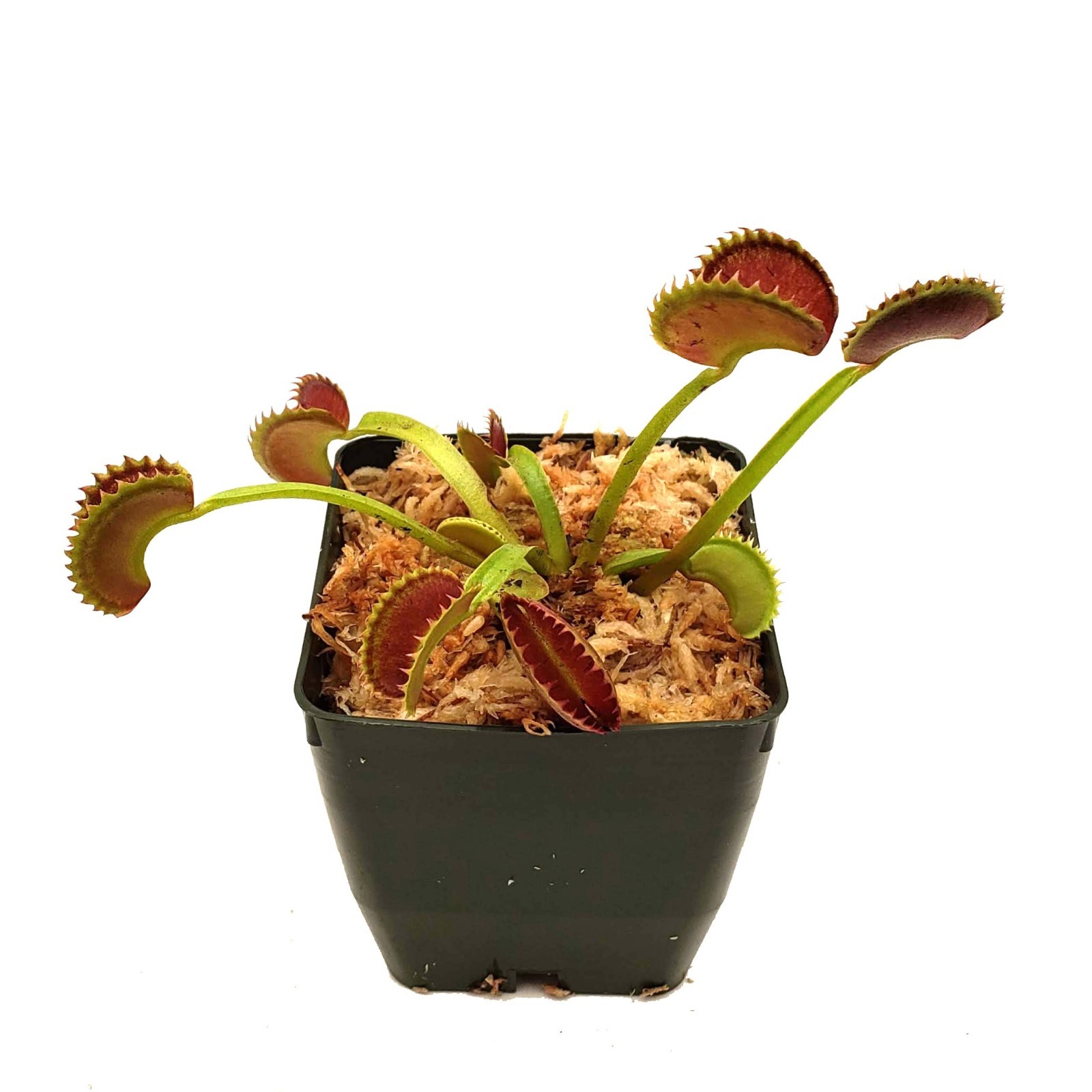 венерина мухоловка какая почва. венерина мухоловка в горшке. венерина ловушка растение. дионея мусципула. венерина мухоловка сообщение.