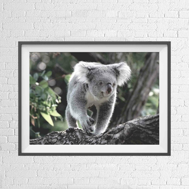 AUSTRALIAN NATIVE KOALA BEAR ANIMAL POSTER PICTURE PRINT Sizes A5