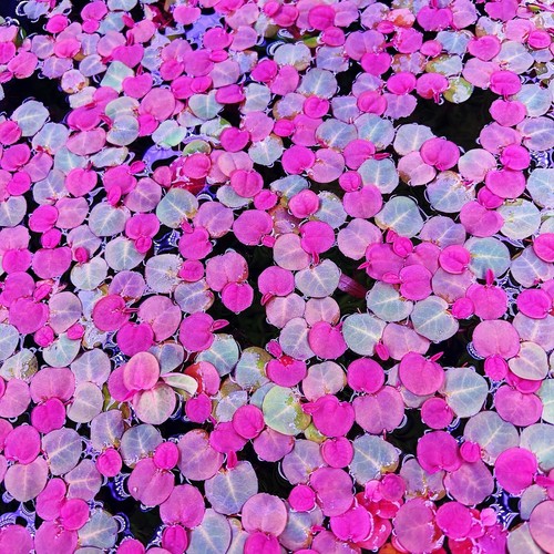 60+ Leaf Red Root Floaters Live  Aquarium Floating Plant Buy 2 Get 1 Free