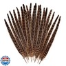 MAOFENG 12pcs Natural Feathers Female Ringneck Pheasant Tails Feathers 12-14inch 30-35cm for Crafts Wedding Party Performance Home DIY Decoration,Female Pheasant Feathers