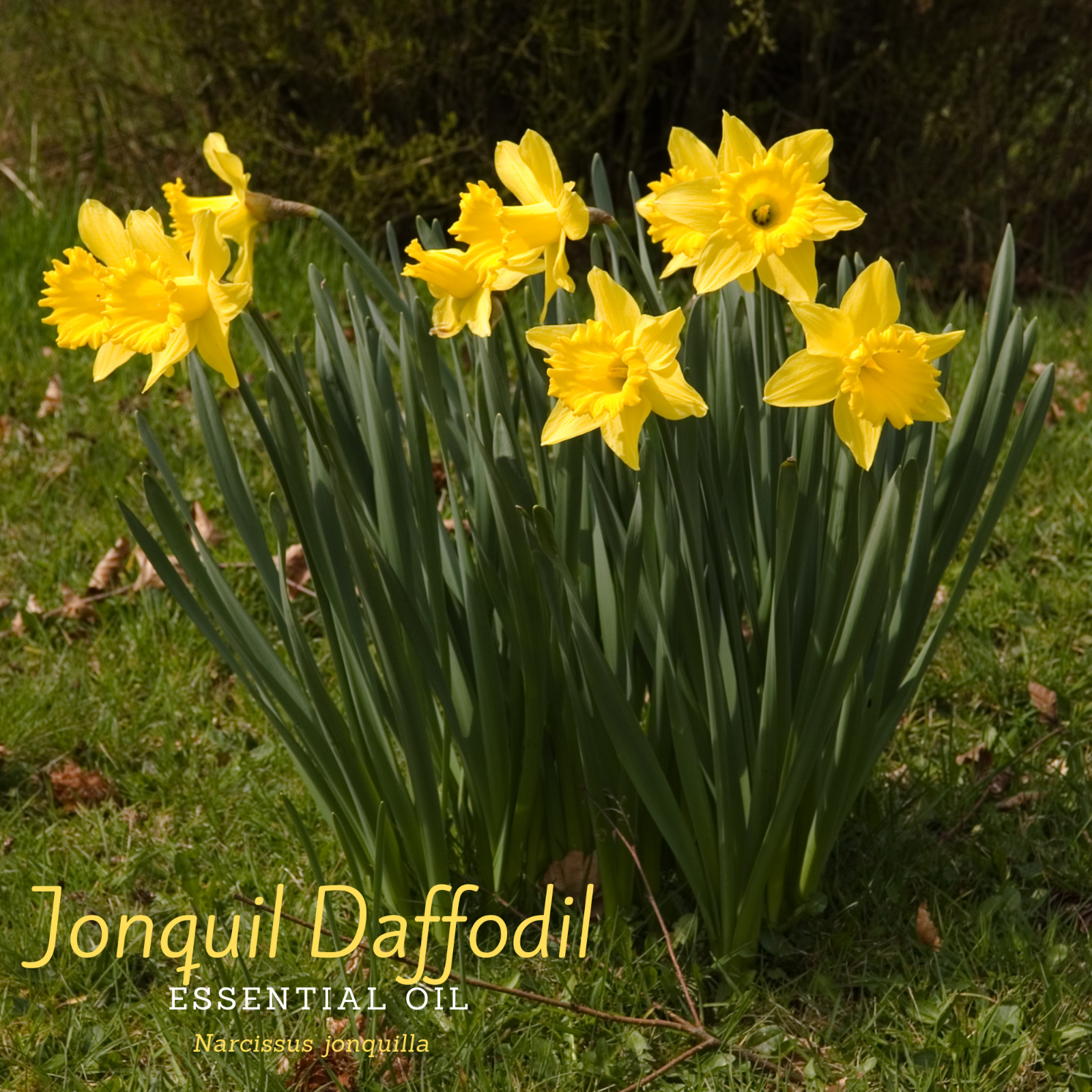 100% Pure, Organic, (narcissus Jonquilla).