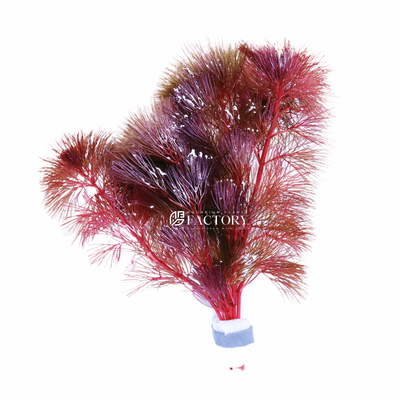 Cabomba Piauhyensis Purple Cabomba | Aquarium Plants Factory®