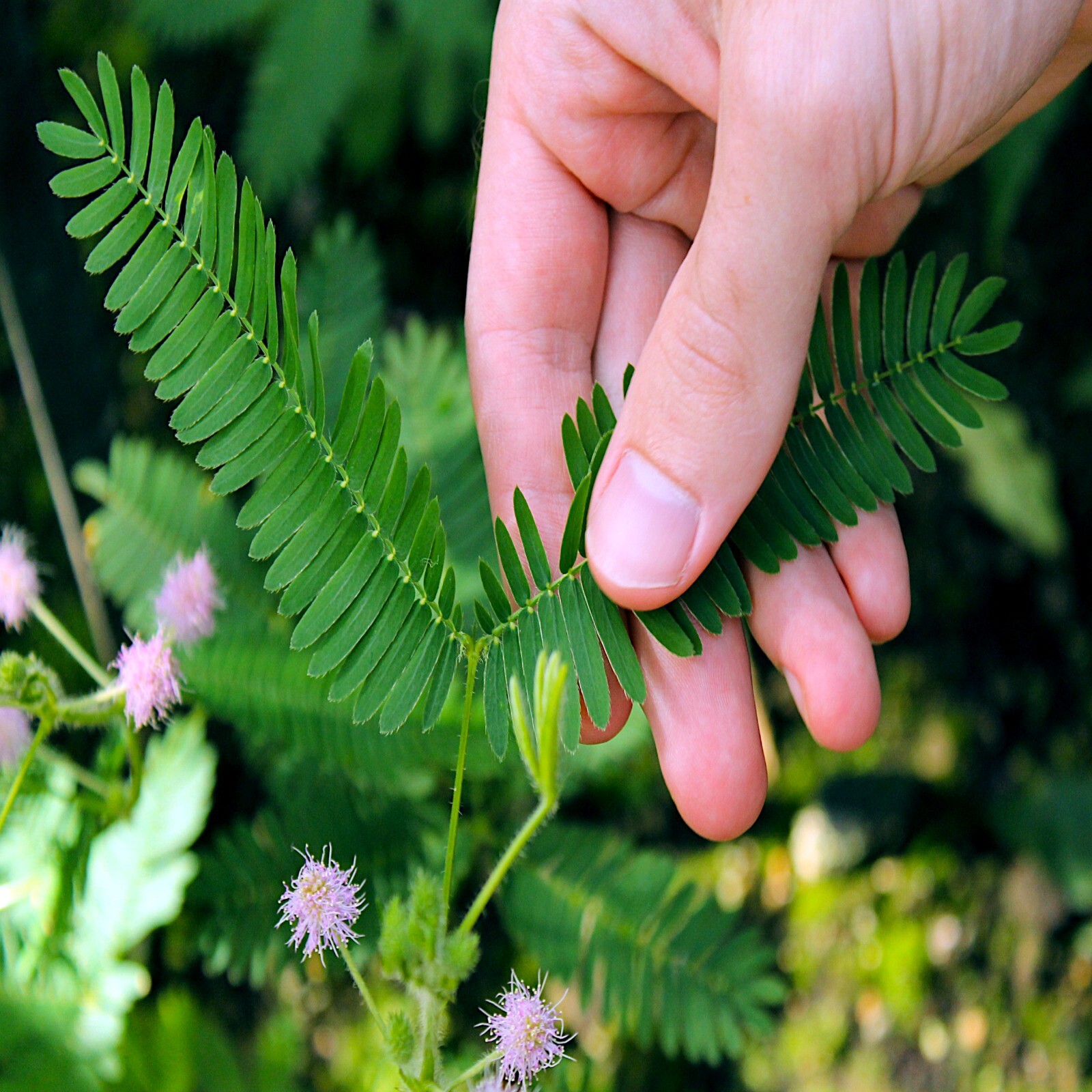 Dwarf (Mimosa pudica) "Sensitive Plant" Tropical Houseplant Flower Tree Seeds