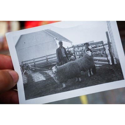 Farmer Son Two Sheep Looking at Camera on Farm in Pen Vintage Snapshot Photo