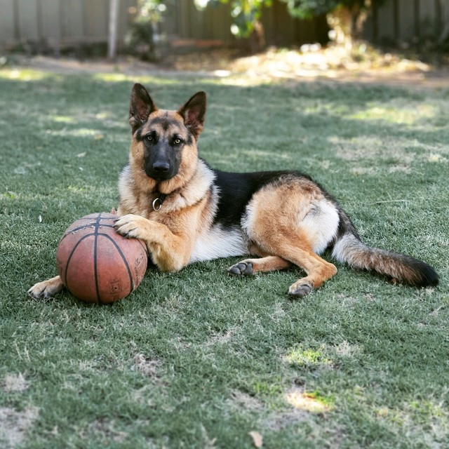 German Shepherd 1 year old | Dogs & Puppies | Gumtree Australia The