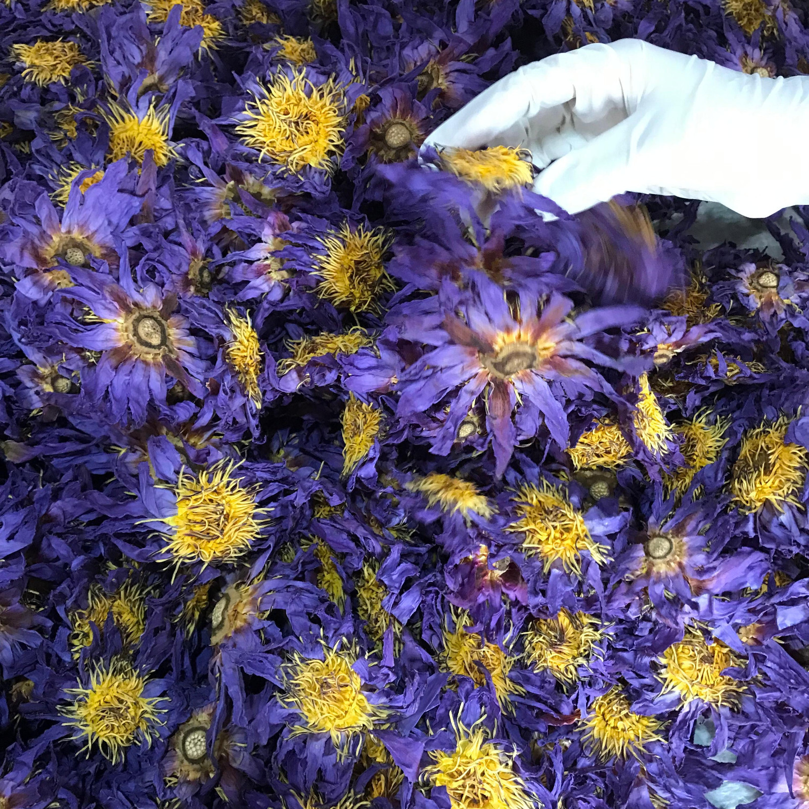 Blue Lotus |Nymphaea Caerulea| 100% Organic Herbal Hand Picked Pure Flowers Tea