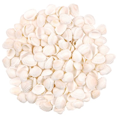 Bulk Natural White Small Seashell Clam Super Shells Assortment for DIY Craft ...