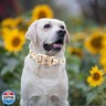 Elegant little tail Dog Collar, Pet Collar Adjustable Collar for Small Medium Large Dogs Soft Puppy Collars with Quick Release Buckle Sunflower Girl Dog Collars(L, Sunflower)