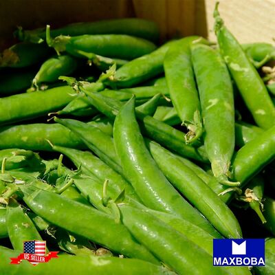 Pea Seeds - Snap - Sugar Daddy Non-GMO / Heirloom / Garden Vegetable / Fresh