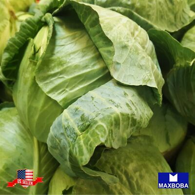 Cabbage Fresh Seeds Brunswick Non-GMO Heirloom Vegetable