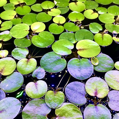 40+ Leaf Amazon Frogbit Live Aquarium Floating Plant Buy 2 Get 2 Free