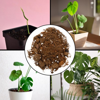 Monstera Houseplant Potting Soil Mix, Custom Blend for Growing and Repotting