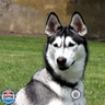 QR Code Pet Smart ID Dog cat Tags for Collar Personalized for Online Profile - Scan QR Receive Instant Location Alert Email, Anti-Lost,No Subscription fees,NO app (Pink, for Dog - 1.2
