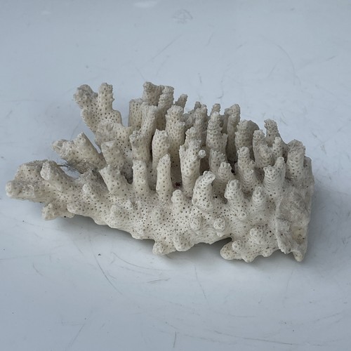 coral reef  Fri Thirstysreef Acropora Coral SBB Heisenberg 3/4 Inch | eBay