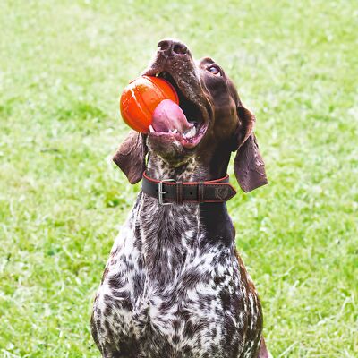 Riparo Leather Dog Collar Large Dog Collar Padded Heavy Duty Dog Collar with ...