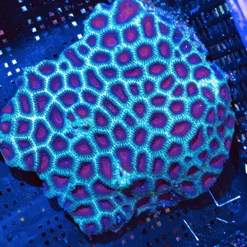 Australian Red&Green Christmas Favia Coral 4-5