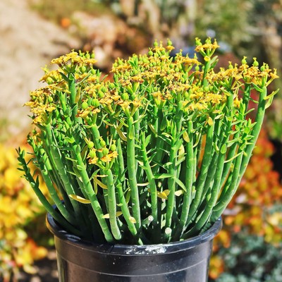 Milk Bush - Euphorbia Mauritanica Cactus Cacti Succulent Real Live Plant