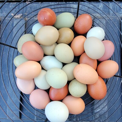 5+ Barnyard Mix Hatching Eggs | Assorted Mix Rare Breeds | TN NPIP CERTIFIED