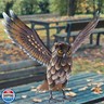 Natelf Garden Owl Sculptures and Statues, Standing Metal Bird Yard Art Sculpture for Patio Backyard Pond Outdoor Decorations