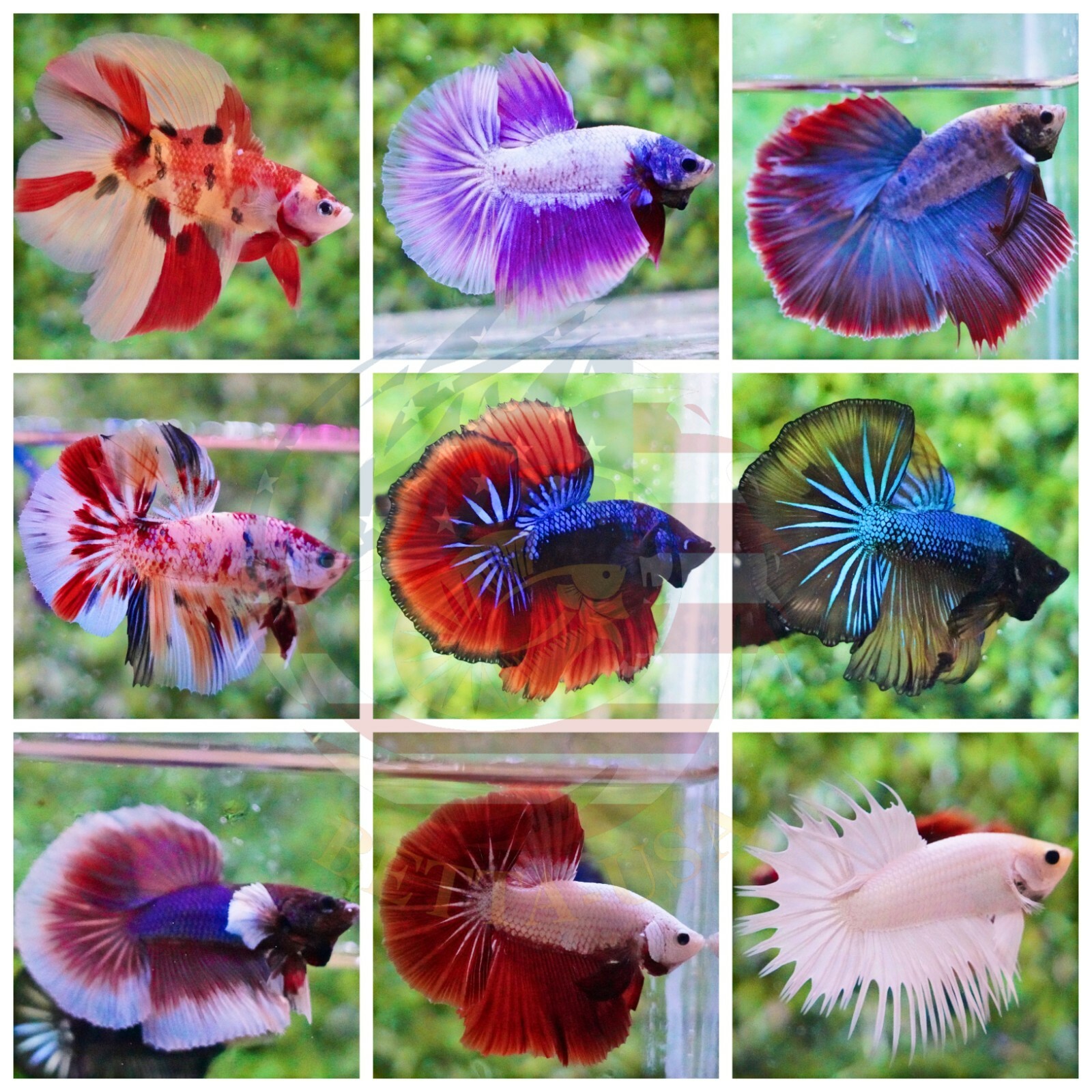 Live Betta Fish - High Quality Grade A+++ Halfmoon Live Betta - Special