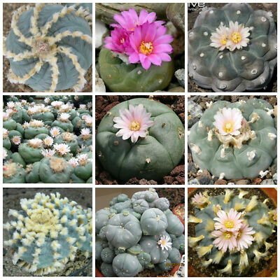 30 semi in miscuglio di Lo pho phora  mix ,piante grasse, seeds cactus mix