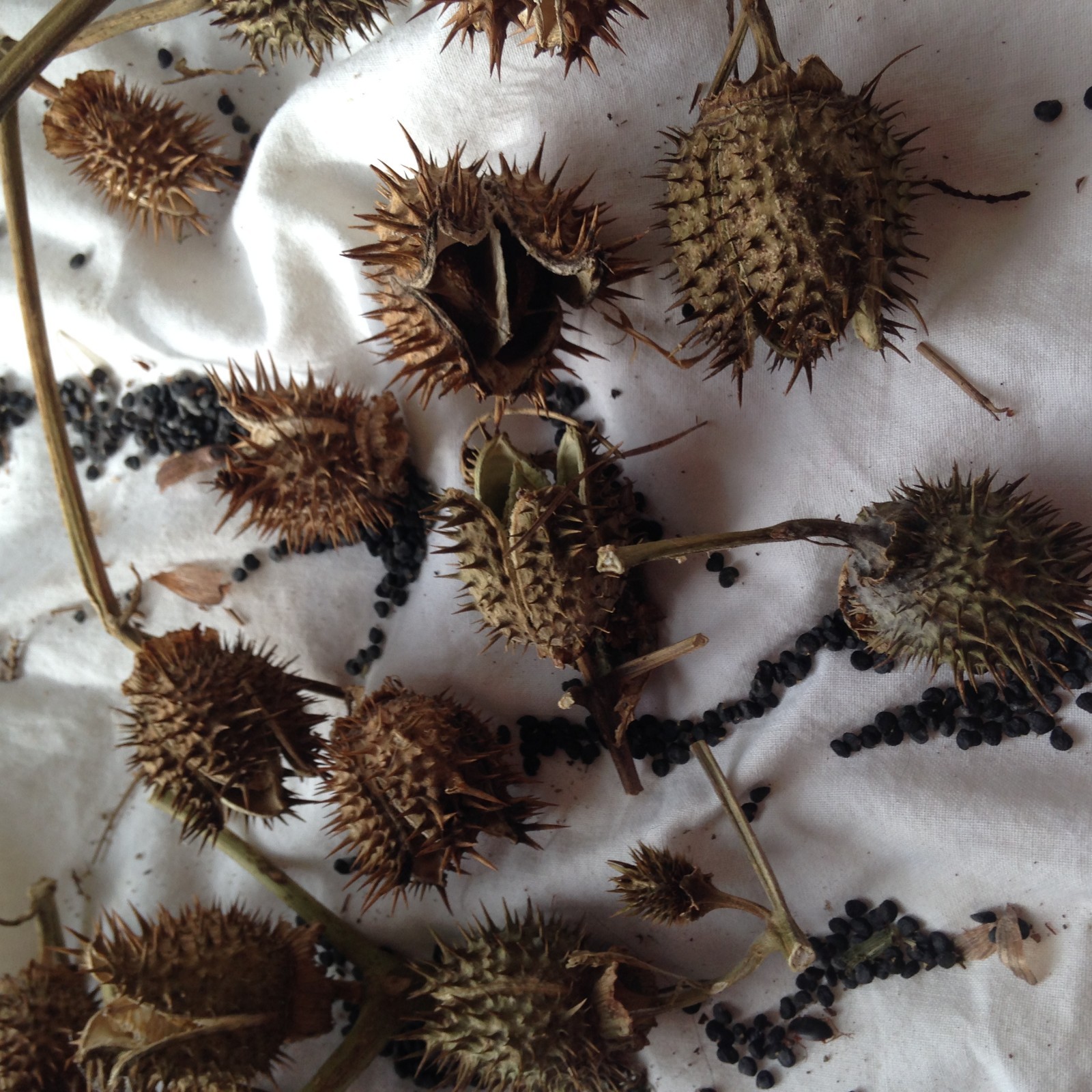 15 Dried Natural Burdock Seedheads Crafts Arrangements  Botanicals Fire Starter