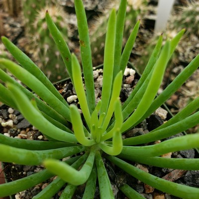 Senecio vitalis Cactus Cacti Succulent Real Live Plant