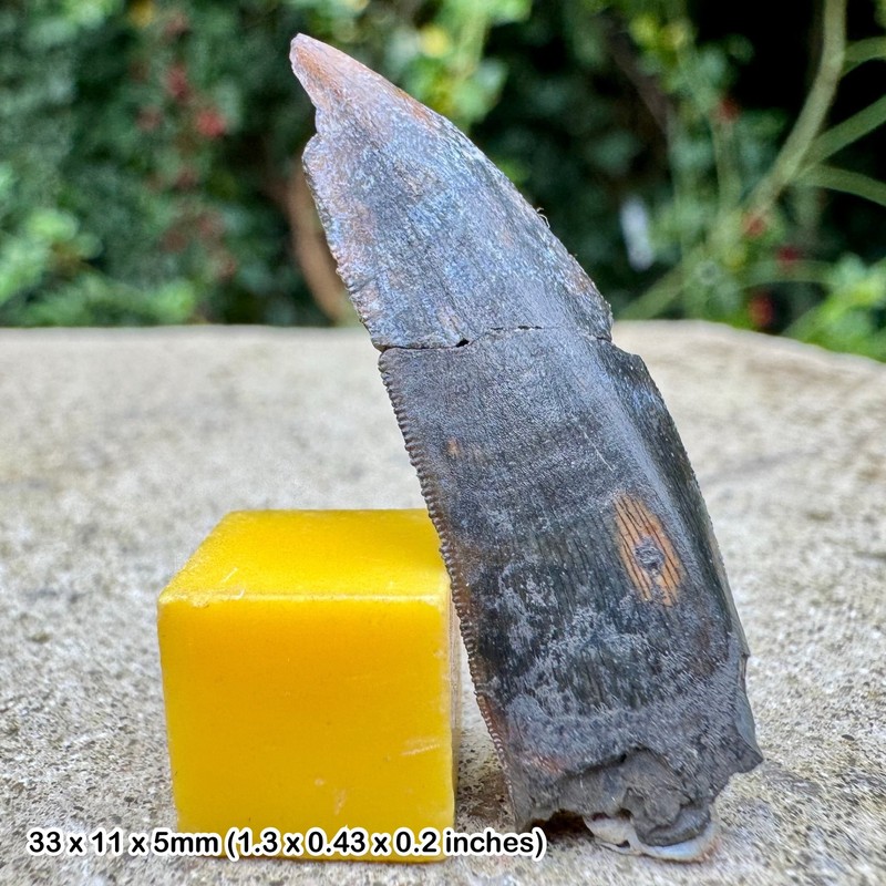 Kryptops Dinosaur Tooth Fossil (Abelisaurid) - Grade A, Cretaceous, Elrhaz