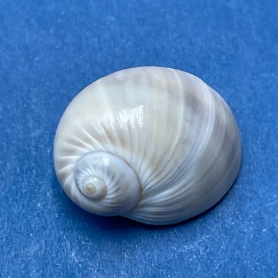 #3 Natica marochiensis 16.1mm W/O F++ Cape de Naze, Senegal, 30m Deep 