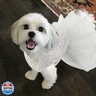 ASENKU Dog Dress, Dog Wedding Dress, Pet Lace Princess Dress with Bows for Wedding Birthday Party, Puppy Formal White Apparel with Pearl Necklace for Small Dogs