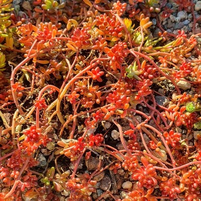 Sedum Album Cuttings, Hardy Alpine Ground Cover, Rockery, Trough, Gravel Garden