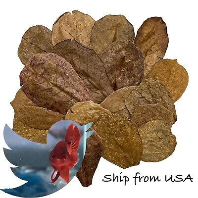 25 pcs Small Indian Catappa Almond Leaves IAL For Betta, Shrimps, Reptiles