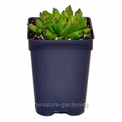 Sempervivum tectorum, Oddity, Hen and Chicks