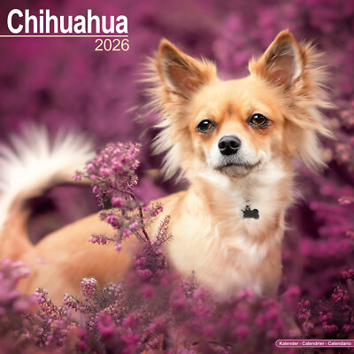 Chihuahua 2026 Calendar | Dog Breed Gift Wall 20% OFF MULTI ORDERS