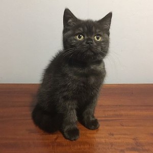 kittens for adopt
