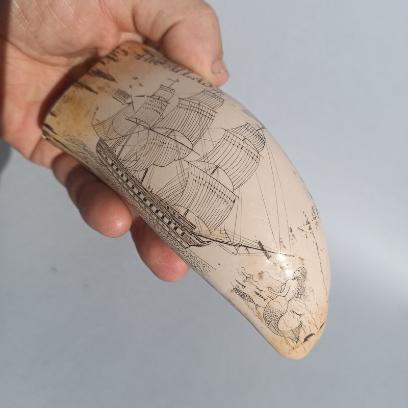 Reproduction Dent De Cachalot SculptÃ© Bateau The Atlas