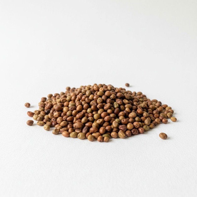 Siberian Pea Tree Seeds Caragana Arborescens Caragana Shrub Garden Seeds