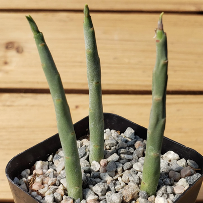 Pencil Milk Bush - Euphorbia Mauritanica cactus Cacti Succulent real live plant