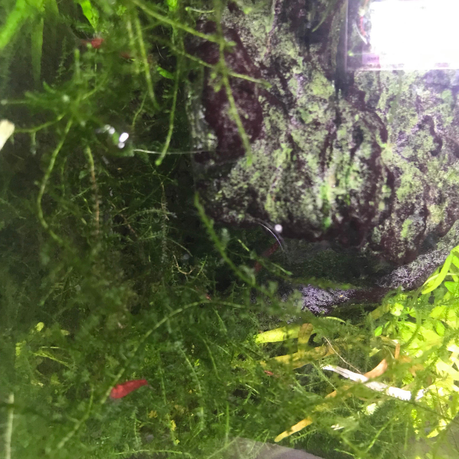 Christmas Moss Live Aquarium Plant Golf Ball Size Vesicularia Montagnei