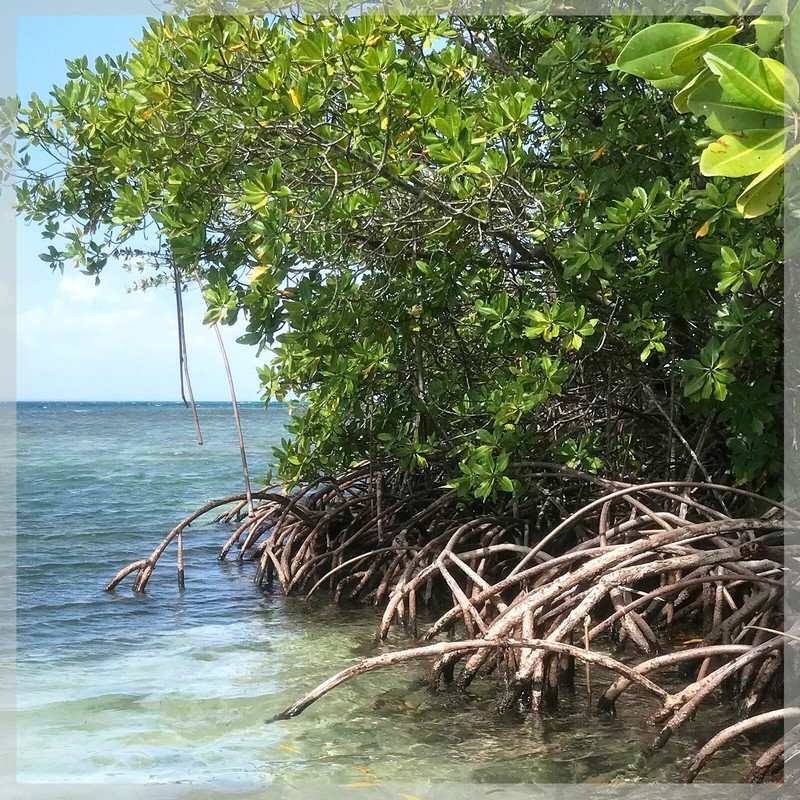 50 Propagules Fraiches De PalÃ©Tuvier Rouge (Rhizophora Mangle)  Filtre Naturel