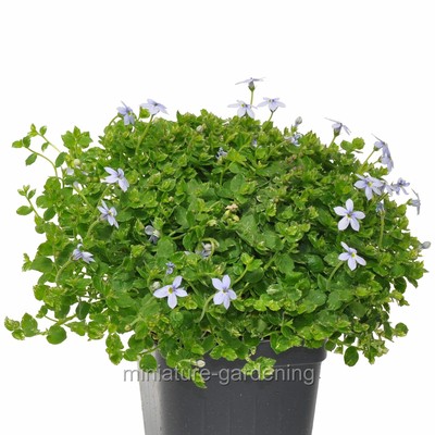 Isotoma fluviatillis, Blue Star Creeper
