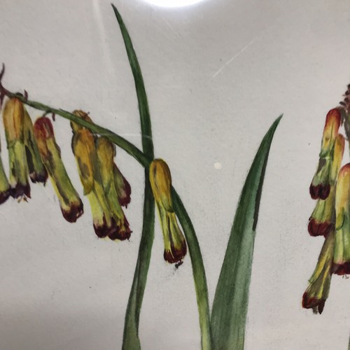 Emily C Smith English Botanicals Watercolor Paper Painting Prickly Pear Floral